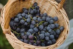 Quais são os benefícios da uva para nossa saúde?