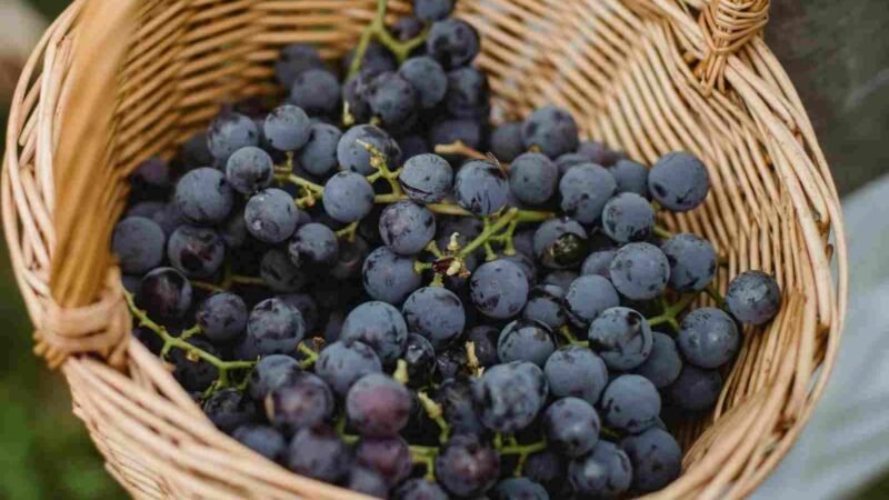 Quais são os benefícios da uva para nossa saúde? 5 (26)