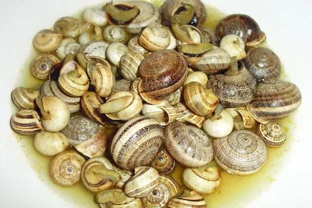 Caracóis à Algarvia