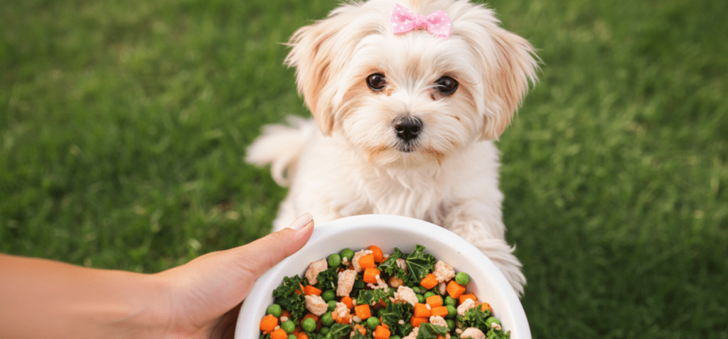 QUE CACHORRO PODE COMER? GUIA COMPLETO DE ALIMENTAÇÃO NATURAL E SEGURA